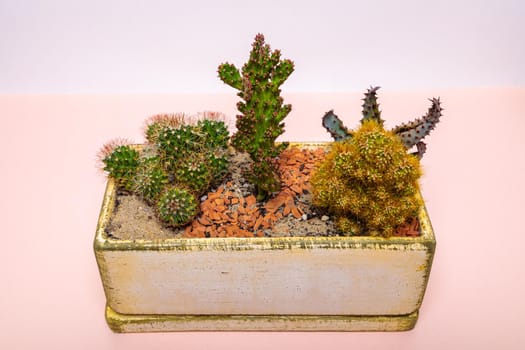A set of cactus flowers in one pot. Composition from cacti. Close-up