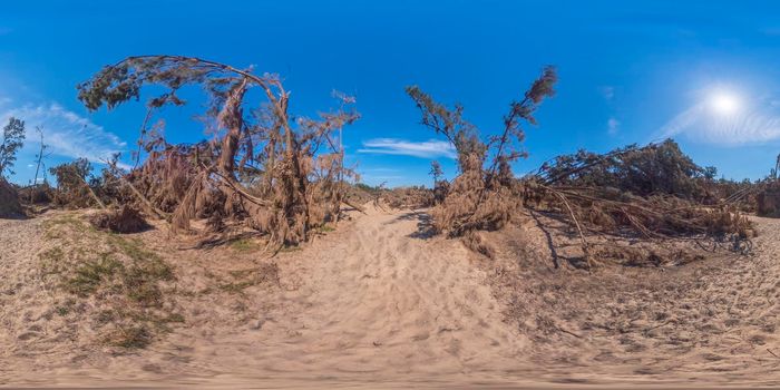 Spherical panoramic photograph of fallen trees after severe flooding in Yarramundi Reserve in the Hawkesbury region of New South Wales in Australia
