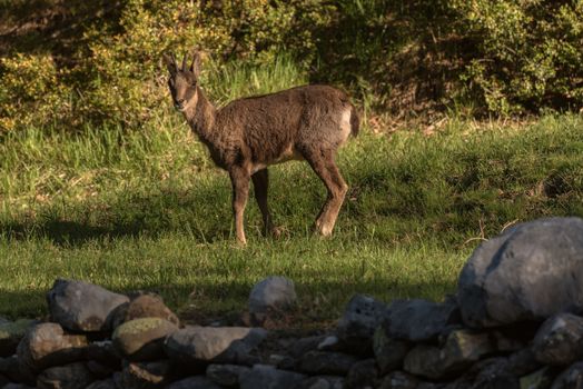 Deer at the main entrance to the Ordesa y Monteperdido National Park in Huesca, Aragon, Spain.