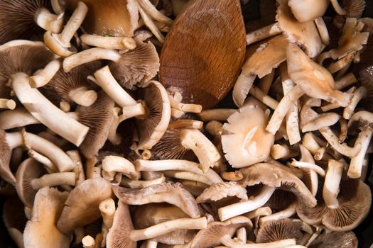 Preparation and cooking a sauce made of mushrooms pioppini