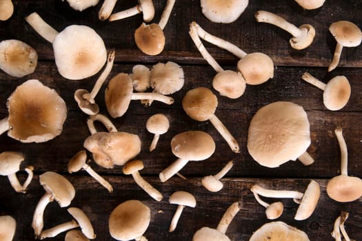 Presentation of a group of mushrooms pioppini on wooden table