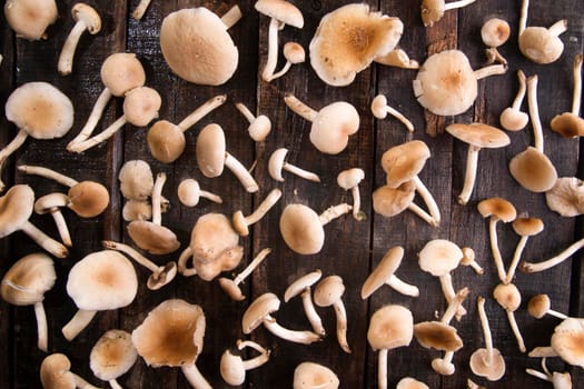 Presentation of a group of mushrooms pioppini on wooden table