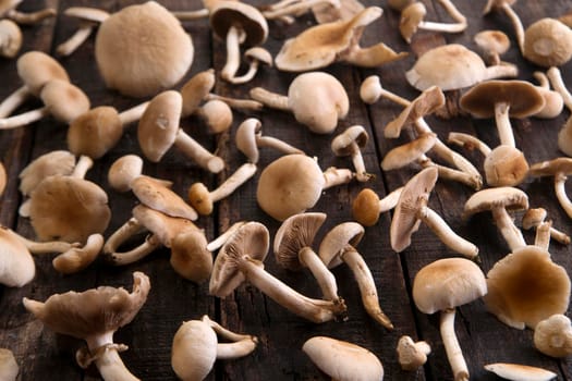 Presentation of a group of mushrooms pioppini on wooden table