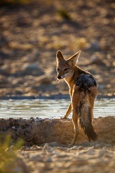 Black backed jackal drinking in waterhole in backlit in Kgalagadi transfrontier park, South Africa ; Specie Canis mesomelas family of Canidae