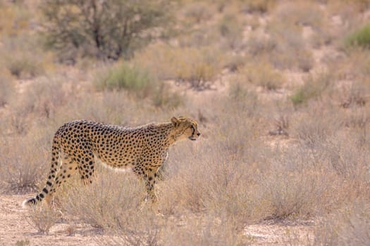 Cheetah walking in dry land in Kgalagadi transfrontier park, South Africa ; Specie Acinonyx jubatus family of Felidae