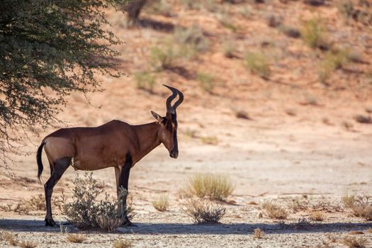 Hartebeest standing in tree shadow in Kgalagadi transfrontier park, South Africa; specie Alcelaphus buselaphus family of Bovidae