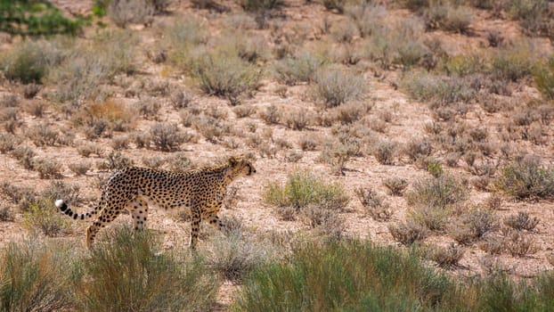 Cheetah walking in dry land in Kgalagadi transfrontier park, South Africa ; Specie Acinonyx jubatus family of Felidae