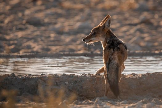 Black backed jackal drinking in waterhole in backlit in Kgalagadi transfrontier park, South Africa ; Specie Canis mesomelas family of Canidae