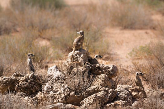 Small group of Meerkats standing on rock in alert in Kgalagadi transfrontier park, South Africa; specie Suricata suricatta family of Herpestidae