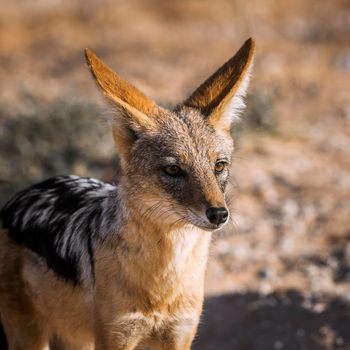 Black backed jackal in Kgalagadi transfrontier park, South Africa ; Specie Canis mesomelas family of Canidae