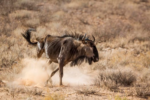 Blue wildebeest running in the dust in Kgalagadi transfrontier park, South Africa ; Specie Connochaetes taurinus family of Bovidae