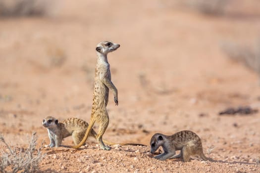 Thre Meerkat in dry land in Kgalagadi transfrontier park, South Africa; specie Suricata suricatta family of Herpestidae