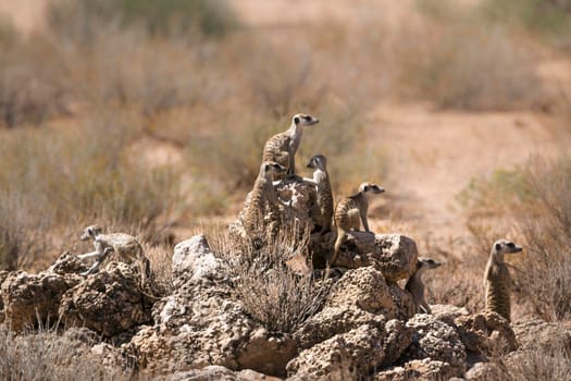 Small group of Meerkats standing on rock in alert in Kgalagadi transfrontier park, South Africa; specie Suricata suricatta family of Herpestidae
