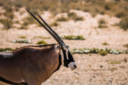 South African Oryx portrait side view in Kgalagadi transfrontier park, South Africa; specie Oryx gazella family of Bovidae