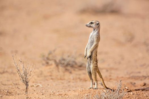 Meerkat standing up in alert in desert in Kgalagadi transfrontier park, South Africa; specie Suricata suricatta family of Herpestidae