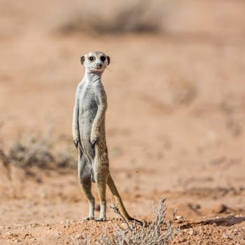 Meerkat standing up in alert in desert in Kgalagadi transfrontier park, South Africa; specie Suricata suricatta family of Herpestidae