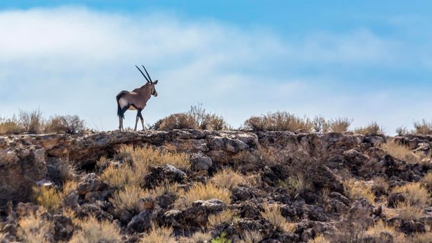 South African Oryx walking on top of the cliff in Kgalagadi transfrontier park, South Africa; specie Oryx gazella family of Bovidae