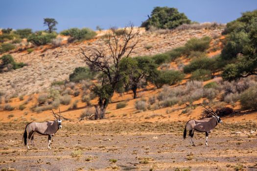 Two South African Oryx in desert scenery after rain in Kgalagadi transfrontier park, South Africa; specie Oryx gazella family of Bovidae