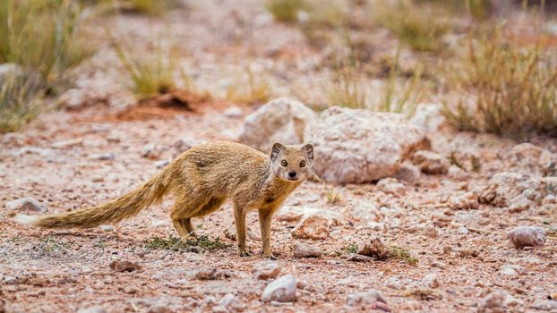 Yellow mongoose standing in dry land in Kgalagadi transfrontier park, South Africa; specie Cynictis penicillata family of Herpestidae