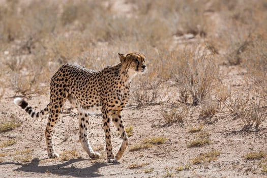 Cheetah walking on dry land in Kgalagadi transfrontier park, South Africa ; Specie Acinonyx jubatus family of Felidae