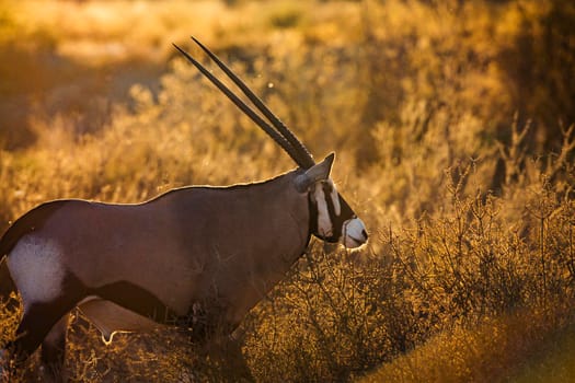 South African Oryx portrait in backlit at sunrise in Kgalagadi transfrontier park, South Africa; specie Oryx gazella family of Bovidae