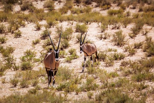 Two South African Oryx walking front view in Kgalagadi transfrontier park, South Africa; specie Oryx gazella family of Bovidae