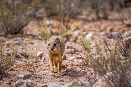 Yellow mongoose walking in front view in Kgalagadi transfrontier park, South Africa; specie Cynictis penicillata family of Herpestidae
