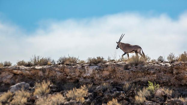South African Oryx walking on top of the cliff in Kgalagadi transfrontier park, South Africa; specie Oryx gazella family of Bovidae