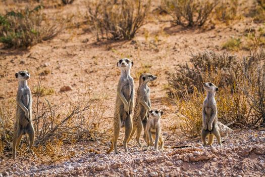 Small group of Meerkats in alert in Kgalagadi transfrontier park, South Africa; specie Suricata suricatta family of Herpestidae