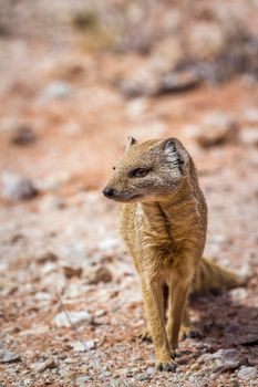 Yellow mongoose seated front view in Kgalagadi transfrontier park, South Africa; specie Cynictis penicillata family of Herpestidae