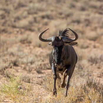 Blue wildebeest in Kgalagadi transfrontier park, South Africa ; Specie Connochaetes taurinus family of Bovidae