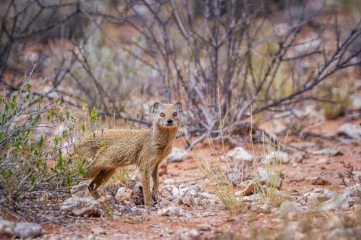 Yellow mongoose looking at camera in scrubland in Kgalagadi transfrontier park, South Africa; specie Cynictis penicillata family of Herpestidae