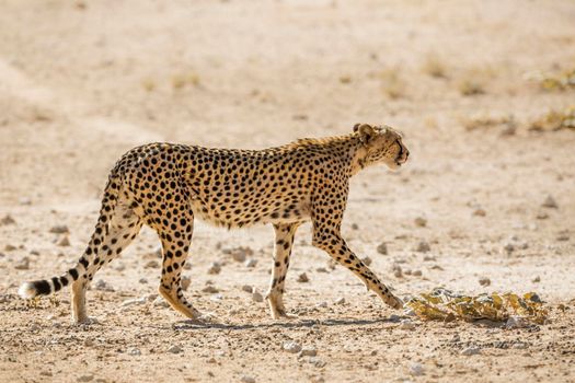 Cheetah walking on dry land in Kgalagadi transfrontier park, South Africa ; Specie Acinonyx jubatus family of Felidae