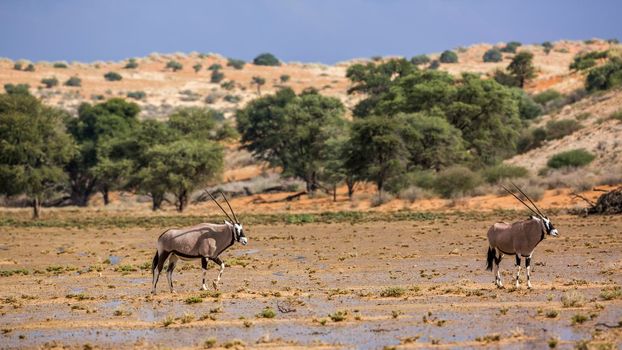Two South African Oryx in desert scenery after rain in Kgalagadi transfrontier park, South Africa; specie Oryx gazella family of Bovidae