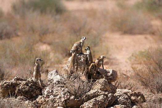 Small group of Meerkats standing on rock in alert in Kgalagadi transfrontier park, South Africa; specie Suricata suricatta family of Herpestidae