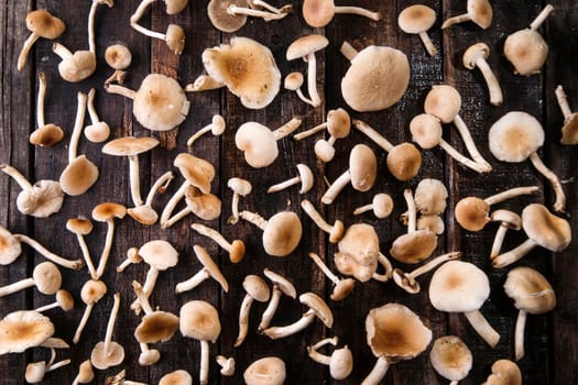 Presentation of a group of mushrooms pioppini on wooden table