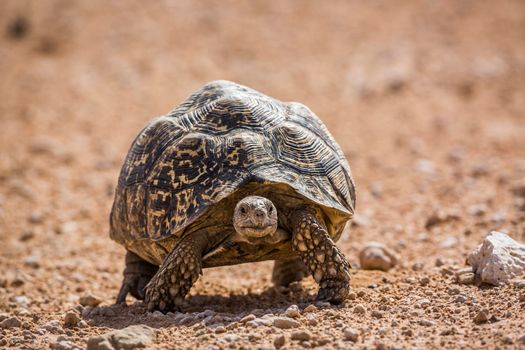 Leopard tortoise walking front view in desert in Kgalagadi transfrontier park, South Africa ; Specie Stigmochelys pardalis family of Testudinidae
