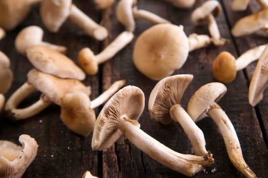 Presentation of a group of mushrooms pioppini on wooden table