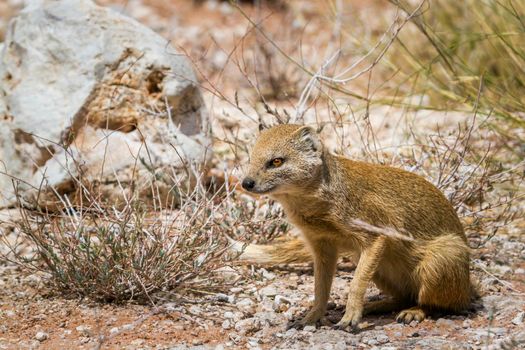 Yellow mongoose seated in dry land in Kgalagadi transfrontier park, South Africa; specie Cynictis penicillata family of Herpestidae