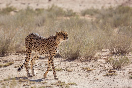 Cheetah walking on dry land in Kgalagadi transfrontier park, South Africa ; Specie Acinonyx jubatus family of Felidae