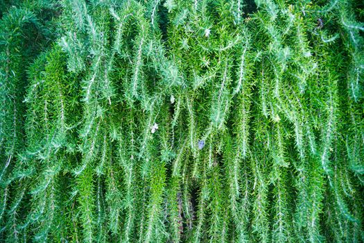 Aromatic plant of rosemary branches of descending, typical of Mediterranean areas