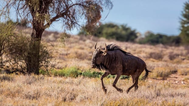Blue wildebeest running in the dust in Kgalagadi transfrontier park, South Africa ; Specie Connochaetes taurinus family of Bovidae