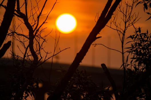 Silhouette sun go down view over trees trunk.