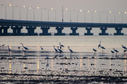 Cranes bird rest at coastal near penang second bridge.