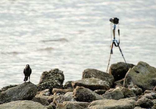 A crow stand beside camera at rock near coastal.