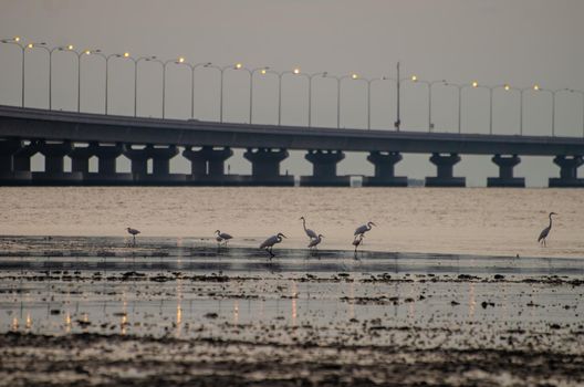 Cranes bird under the Penang bridge during dusk hour.