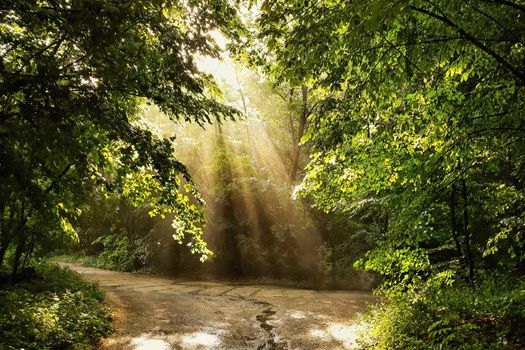 Beautiful morning in nature and sunshine in the forest. 