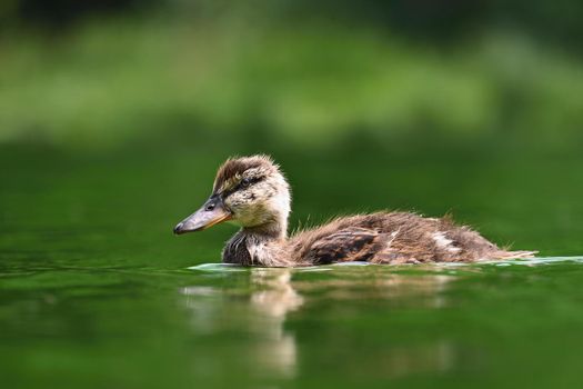 Small ducks on a pond. Fledglings mallards.(Anas platyrhynchos)