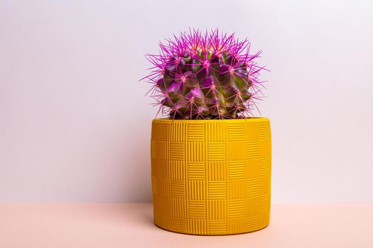 A round cactus with large purple thorns in a yellow pot. Close-up.