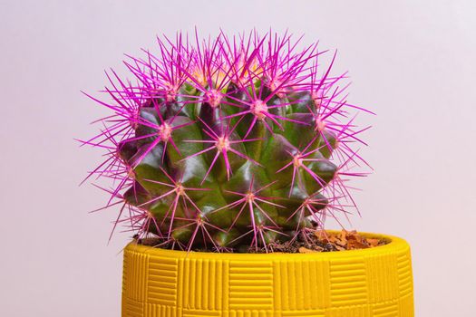 A round cactus with large purple thorns in a yellow pot. View from above. Close-up.